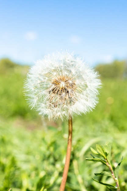 Foto löwenzahn auf einer grünen wiese