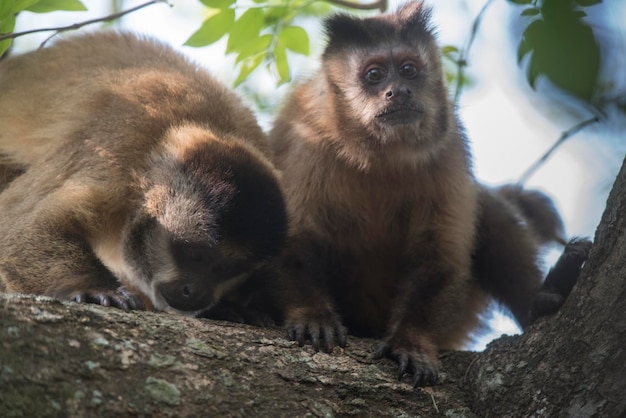 Macaco-prego-prego listrado-marromSelva amazônicaBrasil