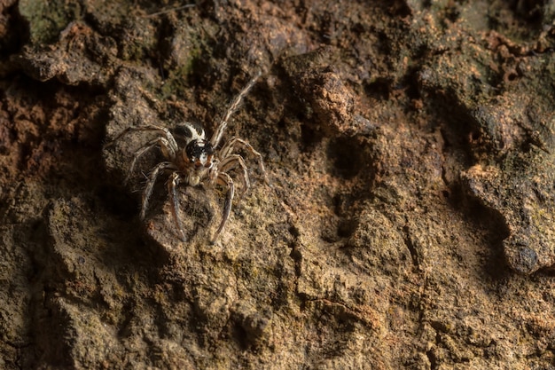 Foto macro aranha na folha