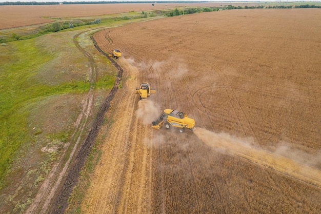 Mähdrescher ernten Luftaufnahme einer landwirtschaftlichen Maschine, die goldenen reifen Weizen in einen LKW sammelt