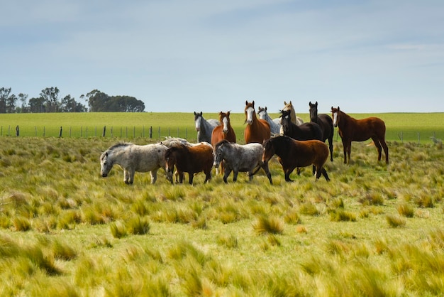 Manada de cavalos na província de La Pampa Patagônia Argentina