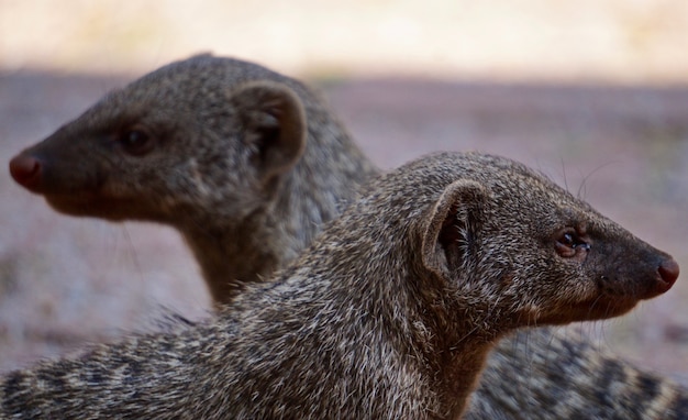 Mangusto em Waterberg Plateau National Park