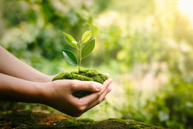 Foto mão segurando planta crescendo em fundo verde com sol