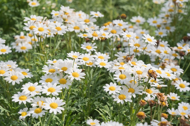 Margarida branca flor.