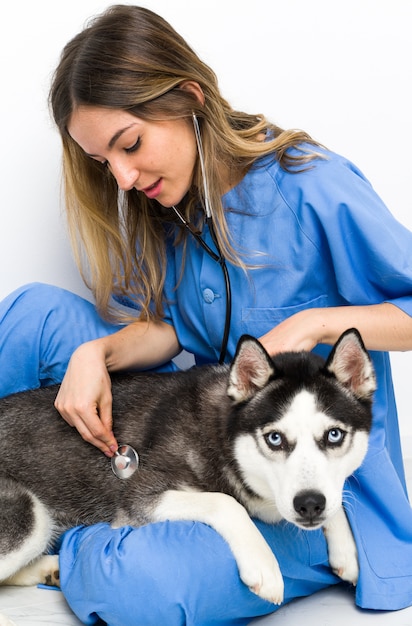 Foto médico veterinário na clínica veterinária com cão husky siberiano