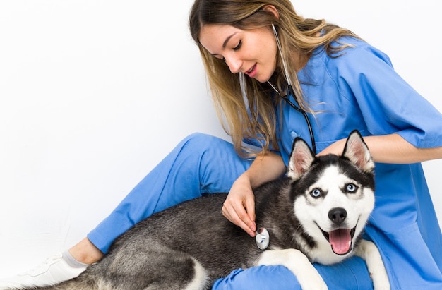 Foto médico veterinário na clínica veterinária com cão husky siberiano