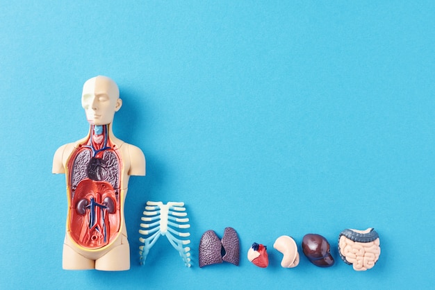 Foto menschliches anatomiemannequin mit inneren organen auf einer blauen oberfläche