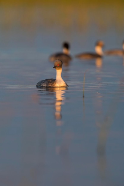 Mergulhão prateado no ambiente Pampas lagoa Patagônia Argentina