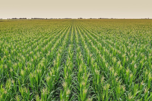 Milharal na província de La Pampa Argentina