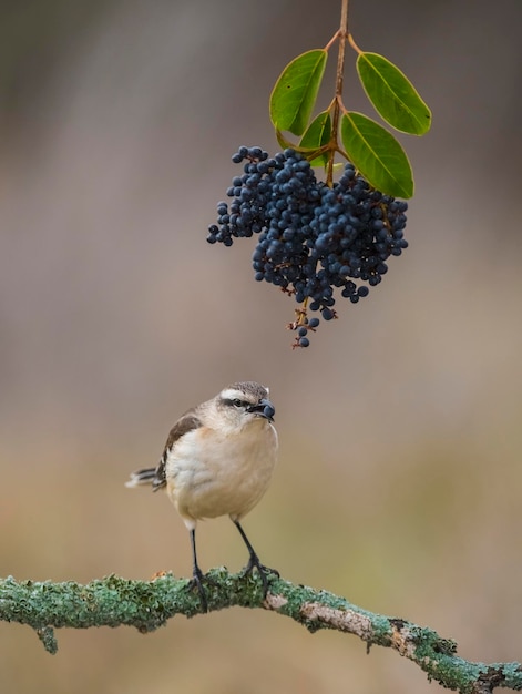 Mockingbird com faixas brancas Patagônia Argentina