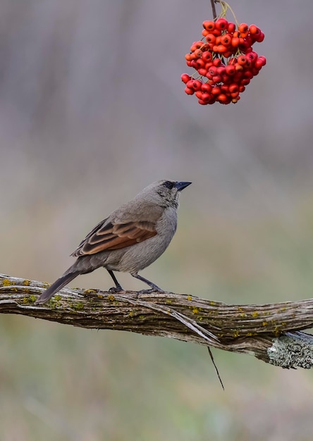 Mockingbird com faixas brancas Patagônia Argentina