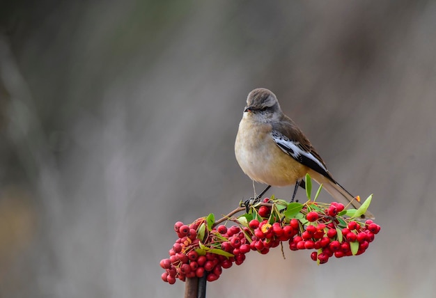 Mockingbird da Patagônia Patagônia Argentina