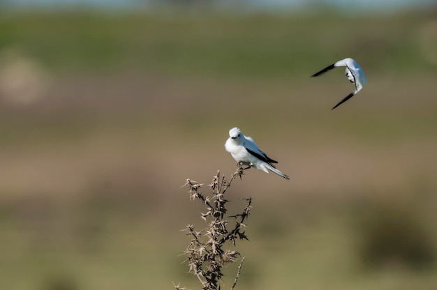 Monjita branca xolmis irupero empoleirada na Patagônia Argentina