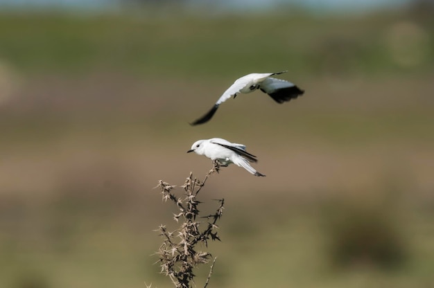 Monjita branca xolmis irupero empoleirado Patagônia Argentina