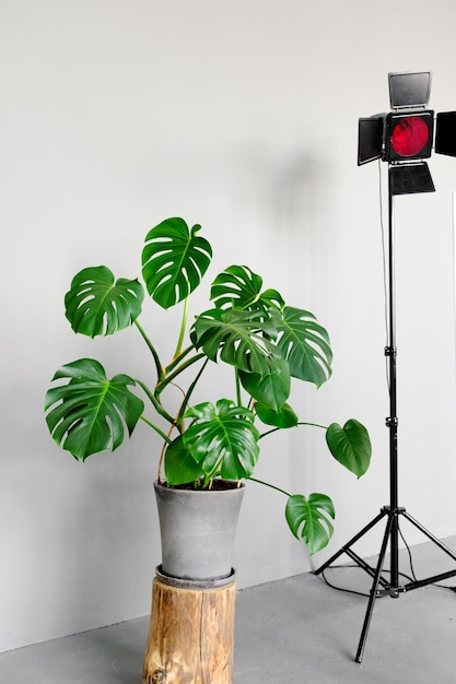 Foto monstera deliciosa in einem grauen topf steht auf einem stumpf auf einem grauen hintergrund das konzept des minimalismus