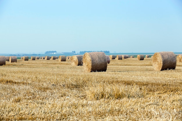 Montes de feno em um campo de palha - um campo agrícola no qual são dispostos palheiros após a colheita de cereais, trigo