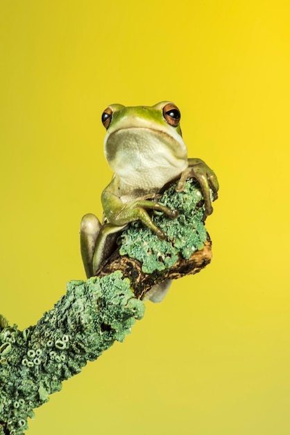 Montevidéu Treefrog Hyla Pulchela La Pampa PatagôniaArgentina