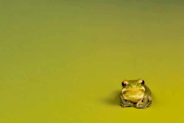 Montevidéu Treefrog Hyla Pulchela La Pampa PatagôniaArgentina