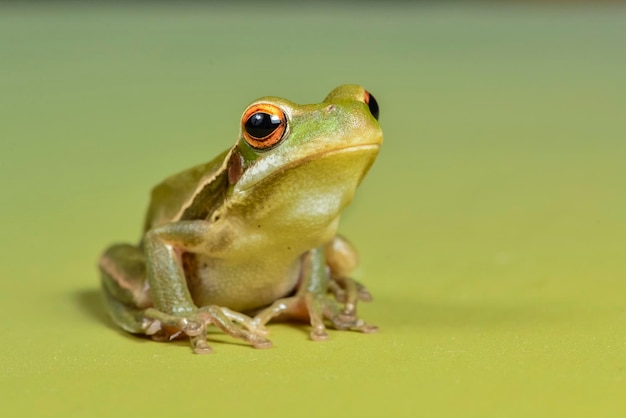 Montevidéu Treefrog Hyla Pulchela La Pampa PatagôniaArgentina