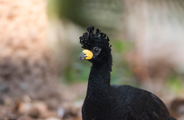 Mutum-de-cara-nua em ambiente de selva Pantanal Brasil