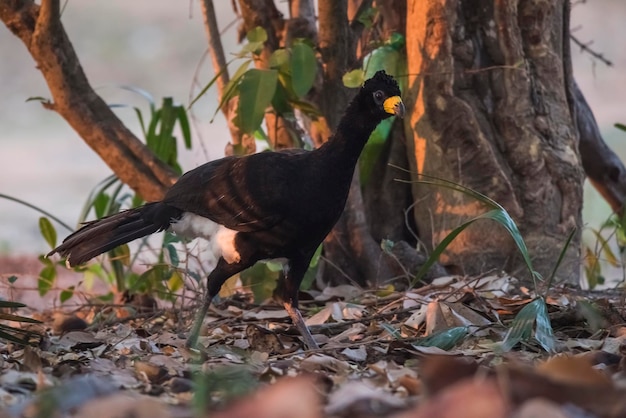 Mutum-de-cara-nua em ambiente de selva Pantanal Brasil