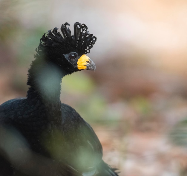 Mutum-de-cara-nua em ambiente de selva Pantanal Brasil