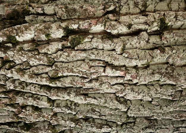 Nahaufnahme auf schöne Baumrinde Textur