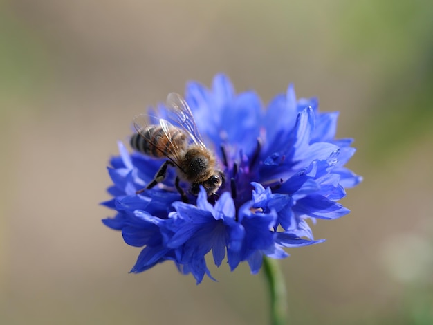 Foto nahaufnahme der bestäubung durch bienen auf einer lila blüte