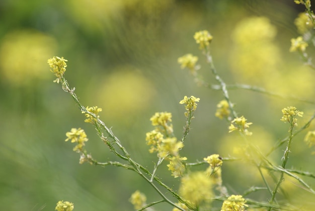 Foto nahaufnahme einer gelbblühenden pflanze auf dem feld