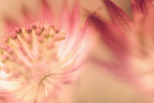 Foto nahaufnahme einer rosa blume