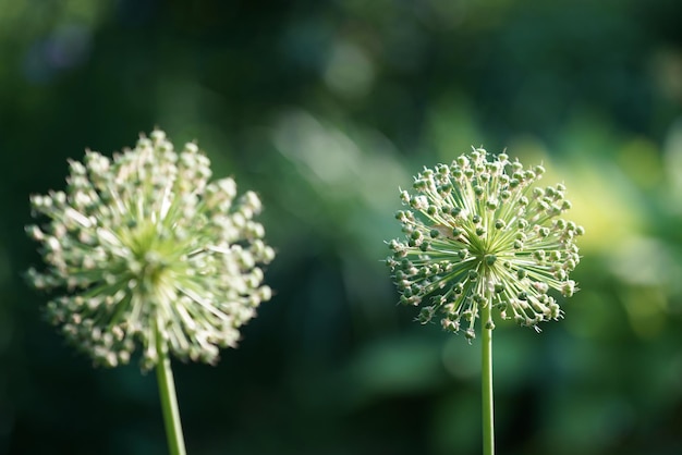 Foto nahaufnahme einer weißen blütenpflanze