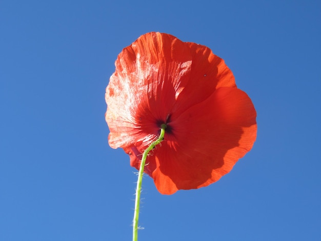 Foto nahaufnahme eines orangefarbenen makes gegen den blauen himmel