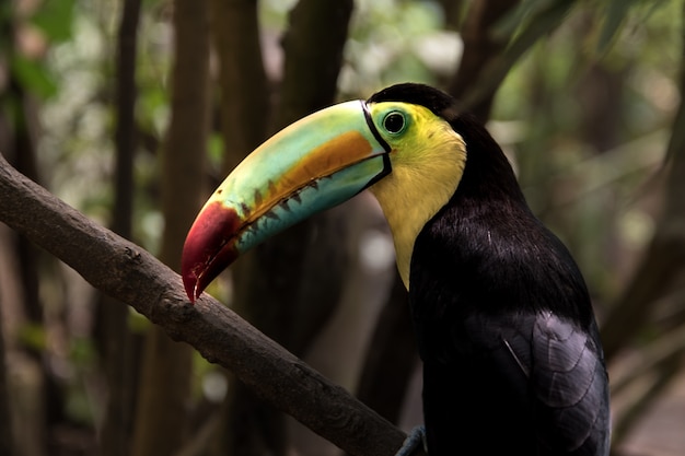 Foto nahaufnahme eines tukans mit kielschnabel (ramphastos sulfuratus)