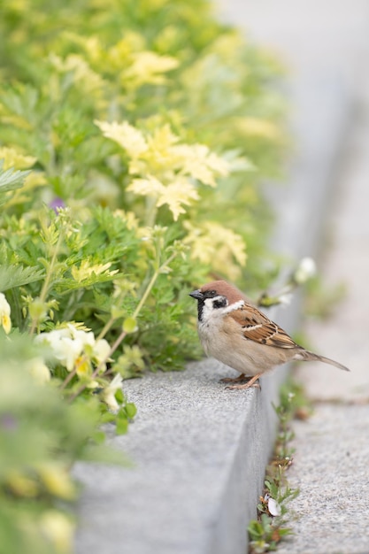 Foto nahaufnahme eines vogels, der auf einer pflanze sitzt