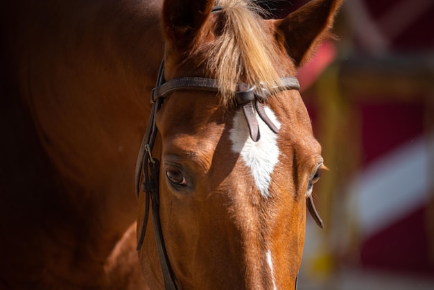 Nahaufnahme Pferdekopf braunes Augenporträt, Säugetiertier mit stabilem Leben auf dem Bauernhof, Reitnaturhaar und Gesicht von Stute, Pferd und Mähne