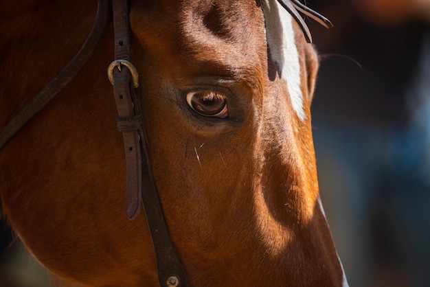 Nahaufnahme Pferdekopf braunes Augenporträt, Säugetiertier mit stabilem Leben auf dem Bauernhof, Reitnaturhaar und Gesicht von Stute, Pferd und Mähne