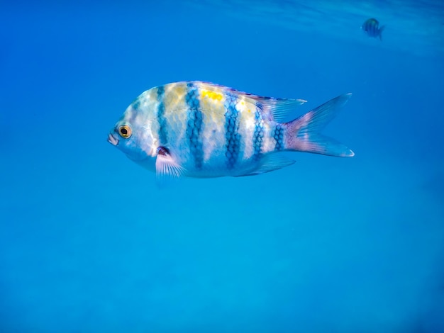 Nahaufnahme von einem einzelnen indopazischen Sergeant-Fisch im blauen Wasser beim Schnorcheln in Ägypten