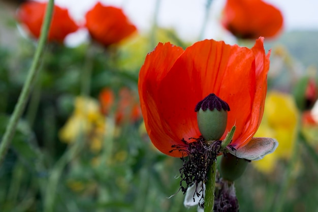 Foto nahaufnahme von mohnblüten im freien