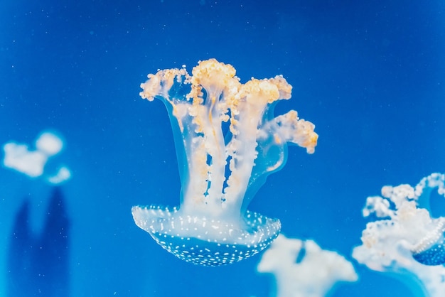 Foto nahaufnahme von quallen, die im meer schwimmen