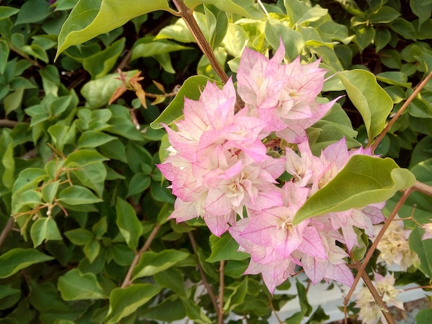 Foto nahaufnahme von rosa blumen