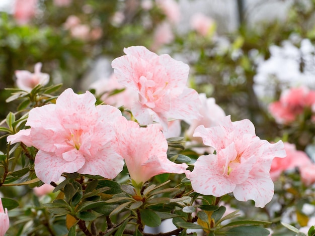 Foto nahaufnahme von rosa kirschblüten