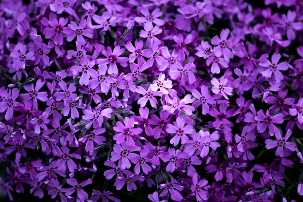 Nahaufnahme von schönen Blumendetails in der Natur