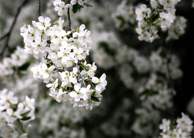 Nahaufnahme von schönen Blumendetails in der Natur