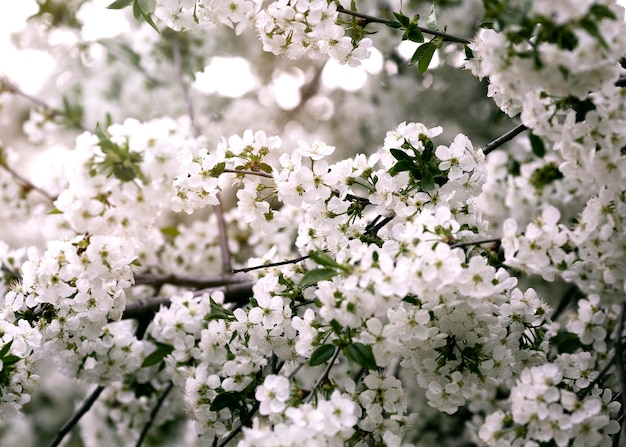 Nahaufnahme von schönen Blumendetails in der Natur