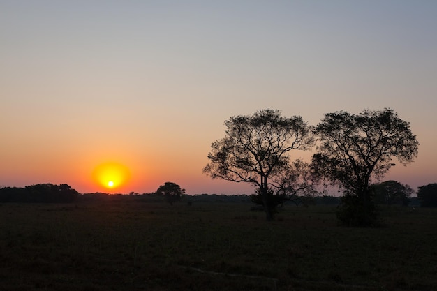 Nascer do sol do Pantanal Brasil