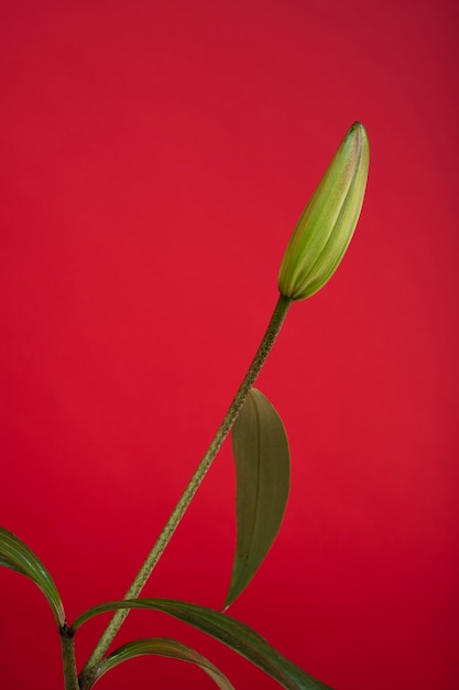 Natureza morta com folhas e flores coloridas