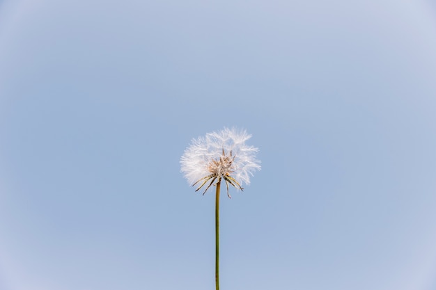 Foto niedrige winkelsicht einer löwenzahnblume gegen klaren himmel