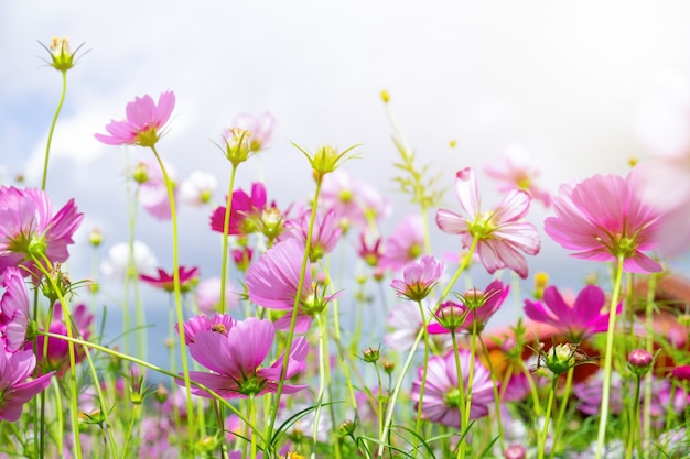 Niedriger Winkel der Kosmosblume und kleiner Bienenfallblütenstaub