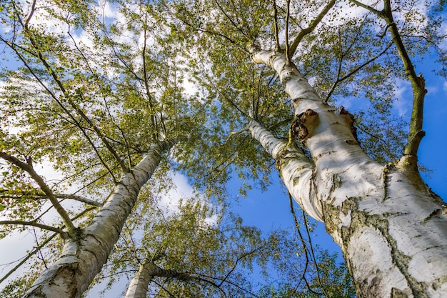 Foto niedrigwinkelansicht von bäumen vor blauem himmel