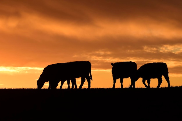 Novilhos alimentados com capim natural Pampas Argentina